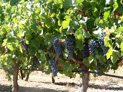 Cabernet Sauvignon grapes Cabernet Sauvignon grapes