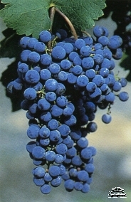 Grape variety Cabernet Sauvignon Greek
