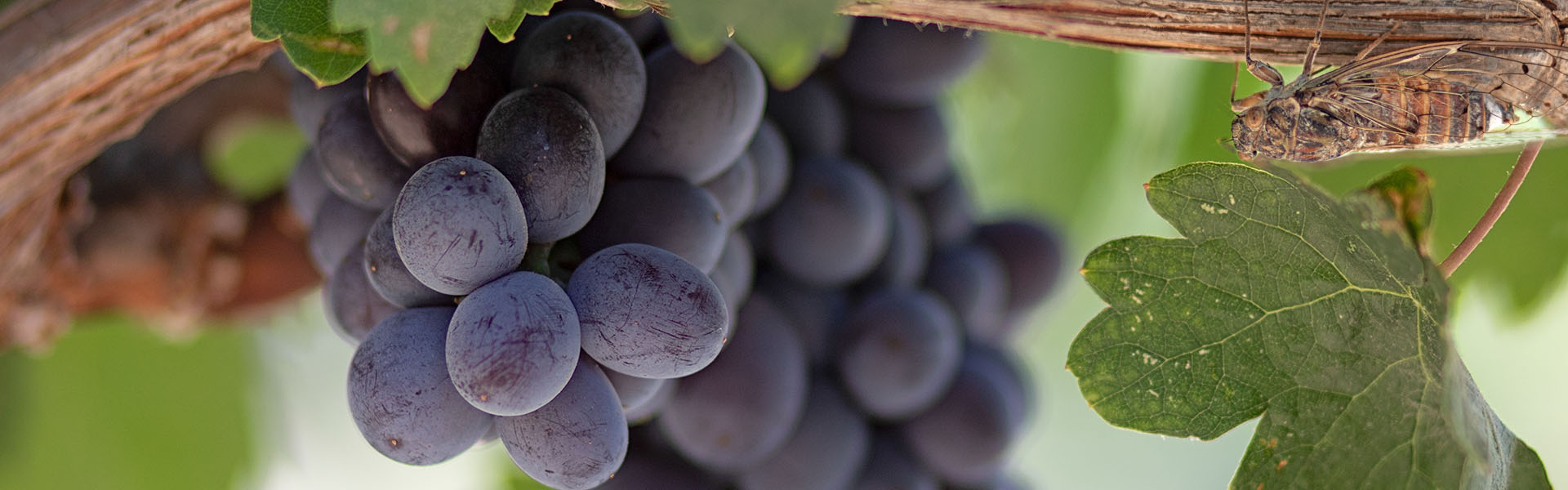Cretan Grape varieties Greek Grape varieties