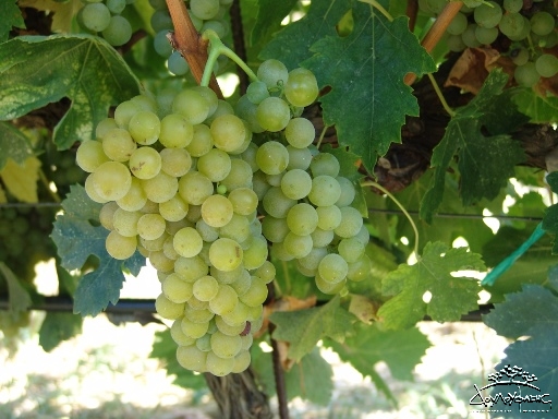 Malvasia grape Greek grape Malvasia