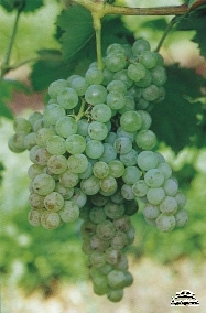 Greek grape variety Malvasia Greek grape variety Malvasia