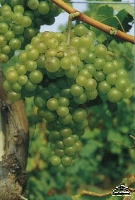 Muscat of Spina wine