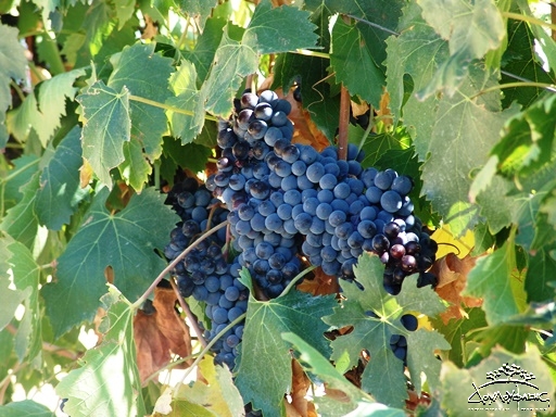 Sangiovese grapes Sangiovese grapes