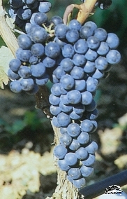 Grape variety Sangiovese in Crete Grape variety Sangiovese