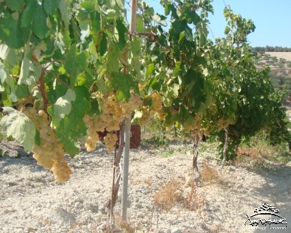 Sauvignon Blanc grapes Grapes Sauvignon Blanc