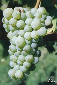 Grape variety Sauvignon Blanc Grape variety Sauvignon Blanc