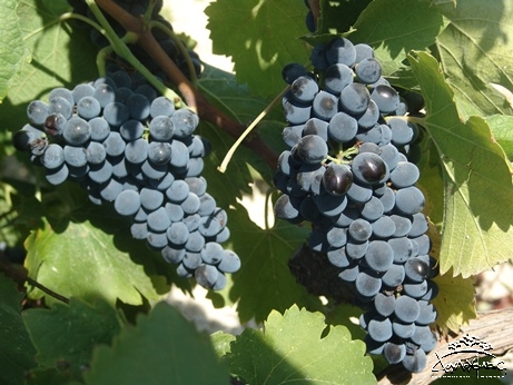 Syrah grape variety Syrah grapes