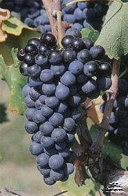 Grape variety Syrah Greek grape variety Syrah