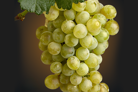 Grape Variety Assyrtiko