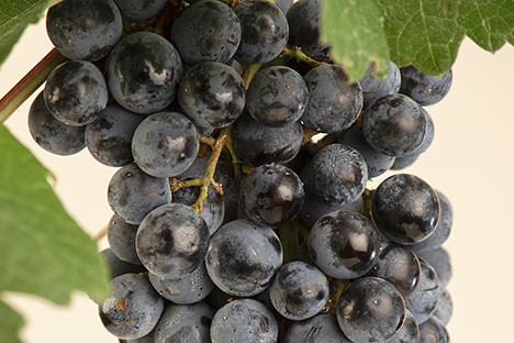 Сорт винограда Cabernet Sauvignon (Каберне Совиньон) в Крит