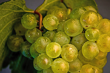 Критский сорт Шардоне (Chardonnay)