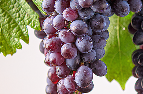 Cretan grape variety Kotsifali