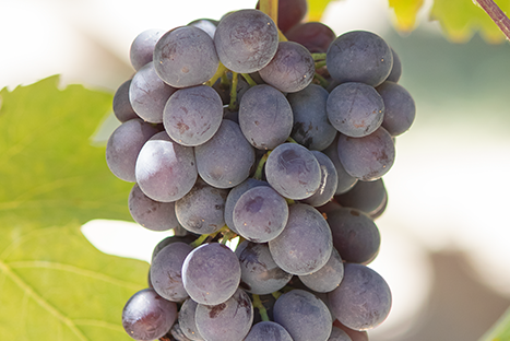 Cretan grape variety Liatiko
