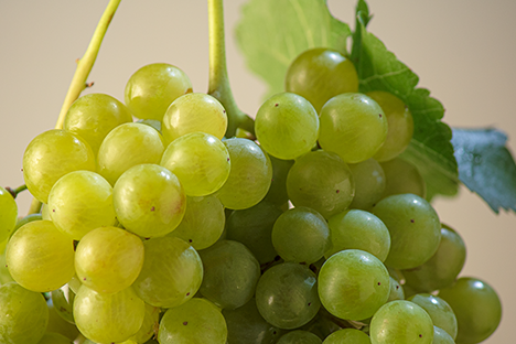 Cretan grape variety Malvasia