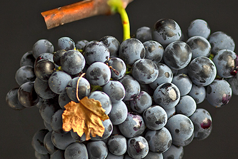 Cretan grape variety Mandilari