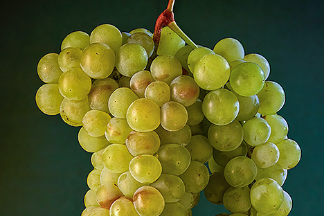 Cretan (Greek) grape variety Muscat of Spina