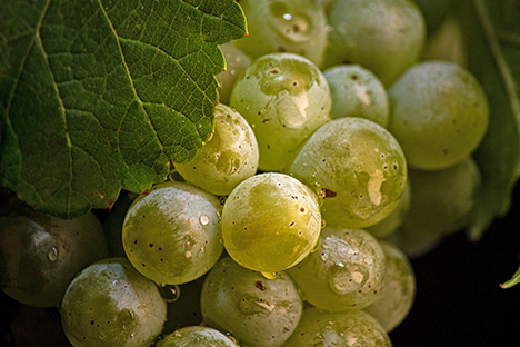 Сорт винограда Sauvignon Blanc (Совиньон Блан)
