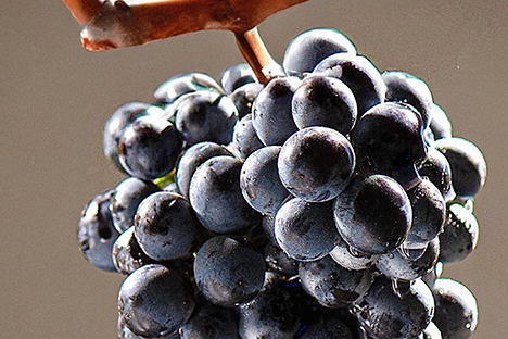 Сорт винограда Syrah (Сира - Шираз) в Крит