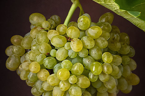 Cretan grape variety Vidiano