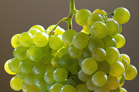 Cretan (Greek) Variety Vilana