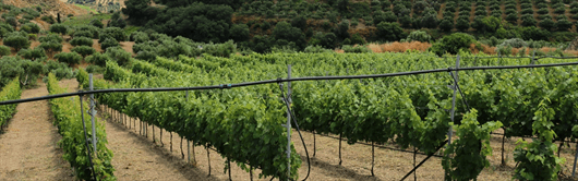 Greek Vineyards