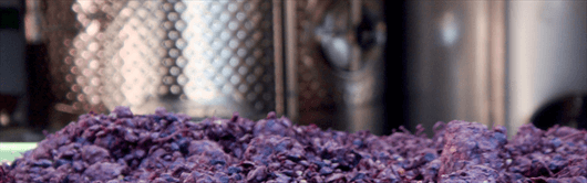 Vinification