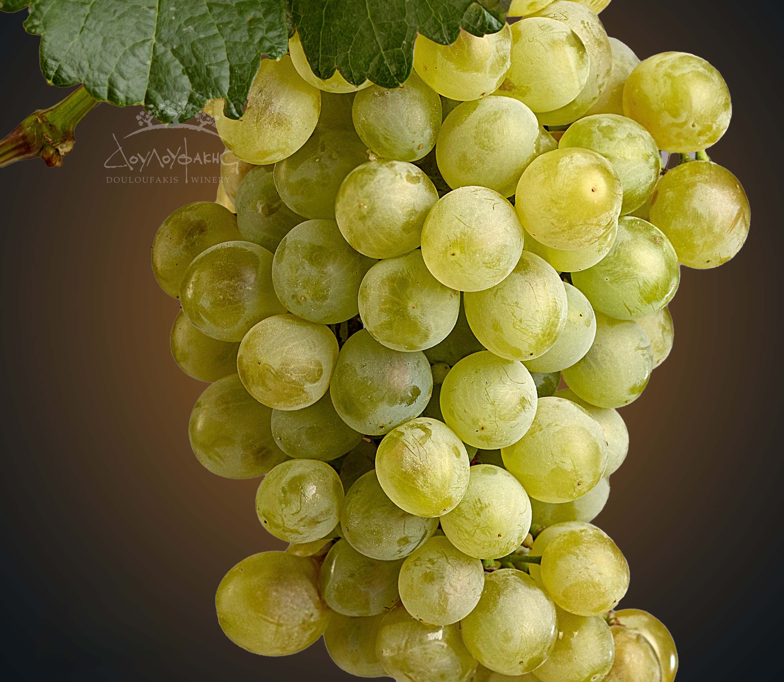 Grape variety Assyrtiko from Greece