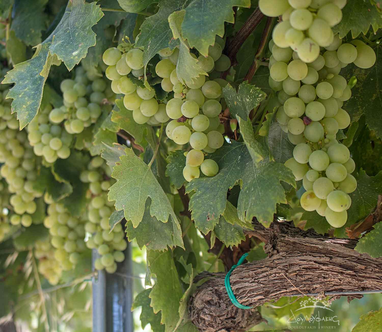 GRAPES OF ASSYRTIKO VARIETY CRETE GREECE