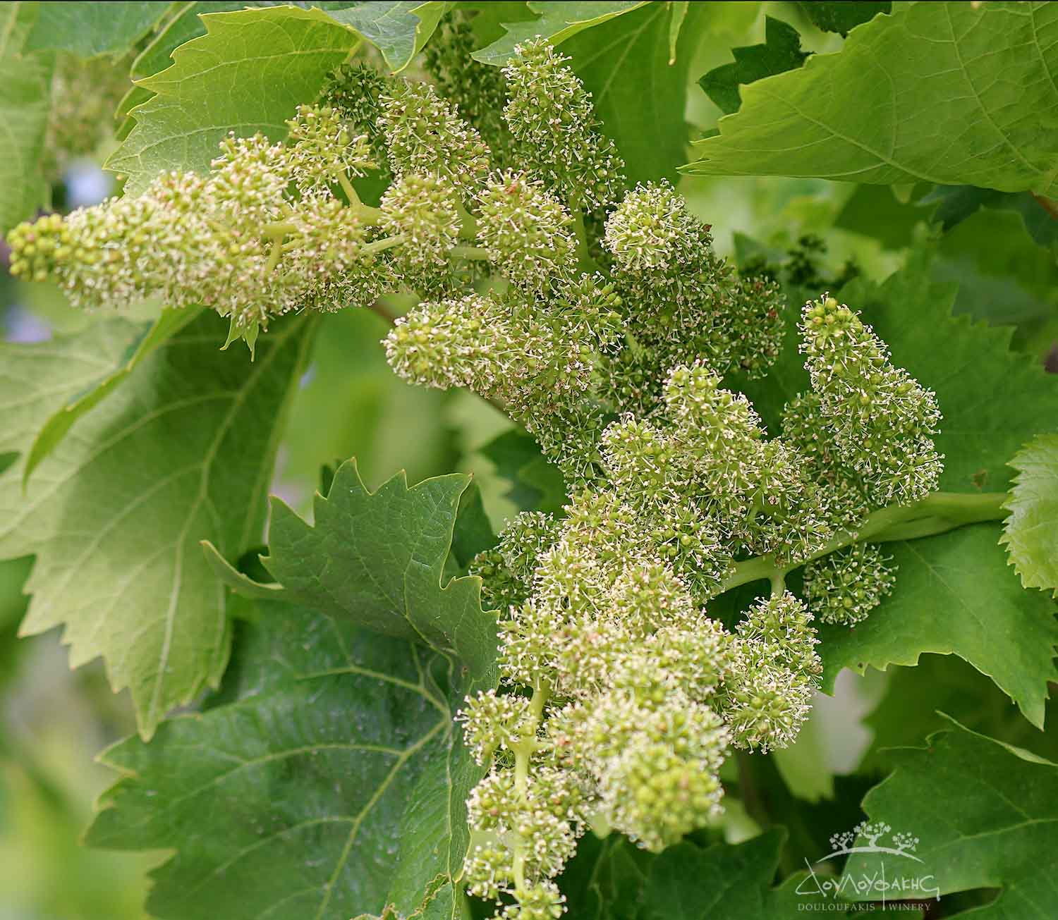 Vine sprouting in Spring at Assyrtiko vineyards
