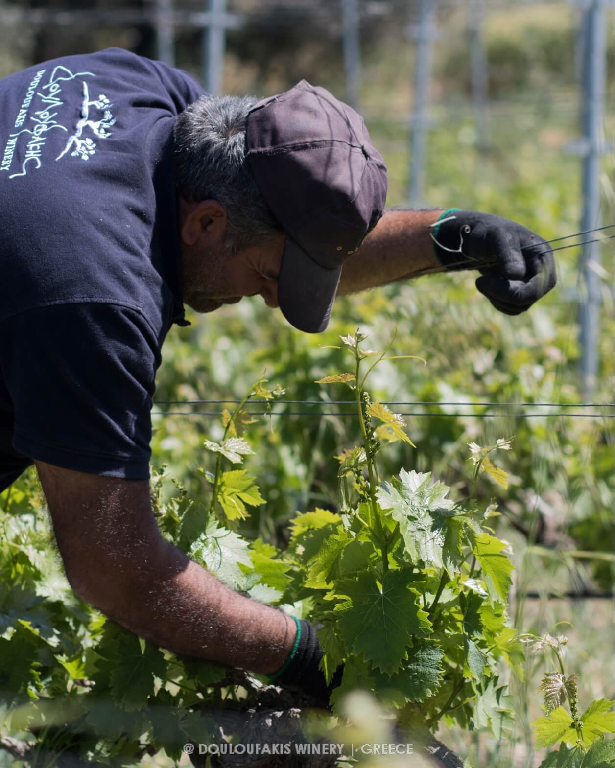 CULTIVATION OF CRETAN GREEK LIATIKO GRAPE VARIETY
