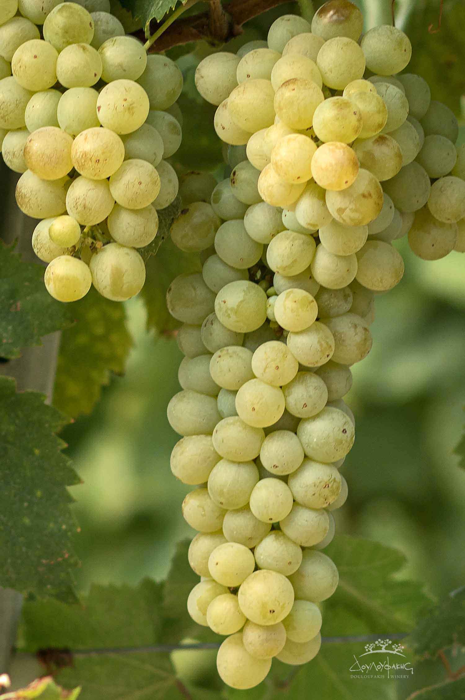 THE VINE DESCRIPTION OF THE VIDIANO VARIETY