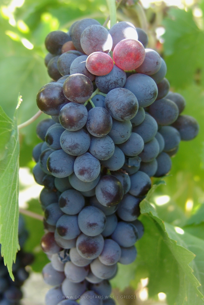 THE VINE DESCRIPTION OF THE LIATIKO VARIETY