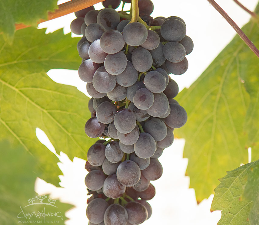 Grape variety Liatiko from Crete, Greece