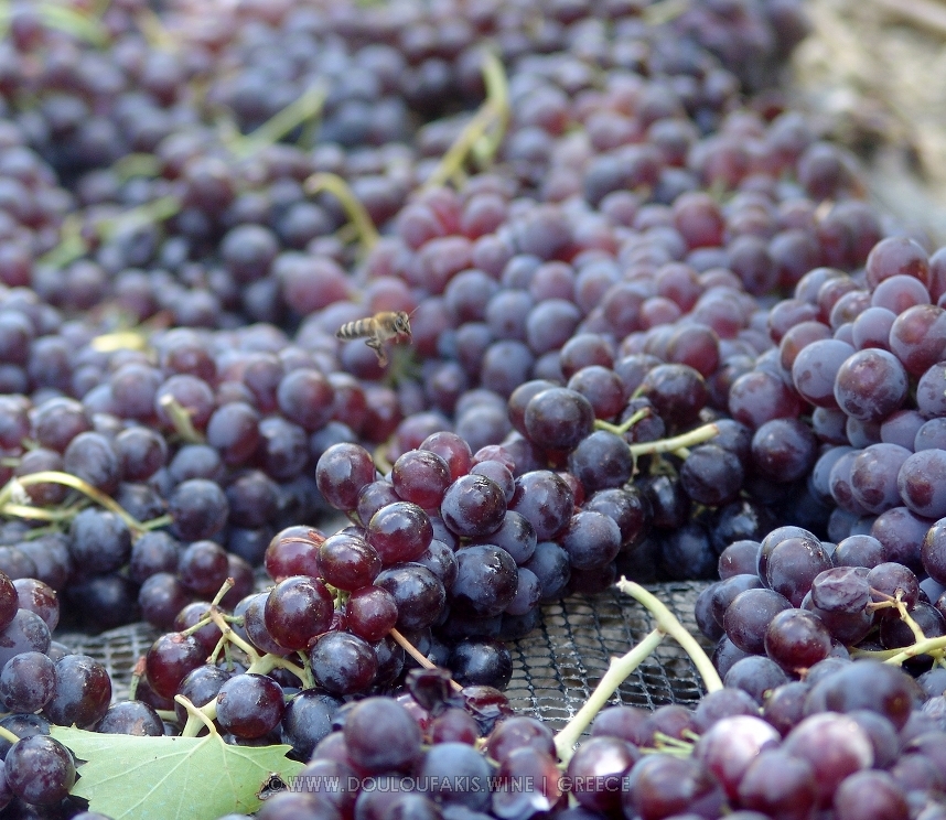 GRAPES OF LIATIKO VARIETY CRETE GREECE