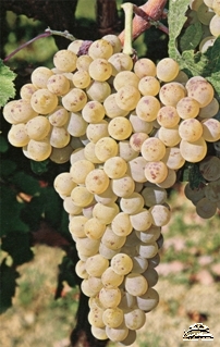 Vilana grapes Vilana grapes