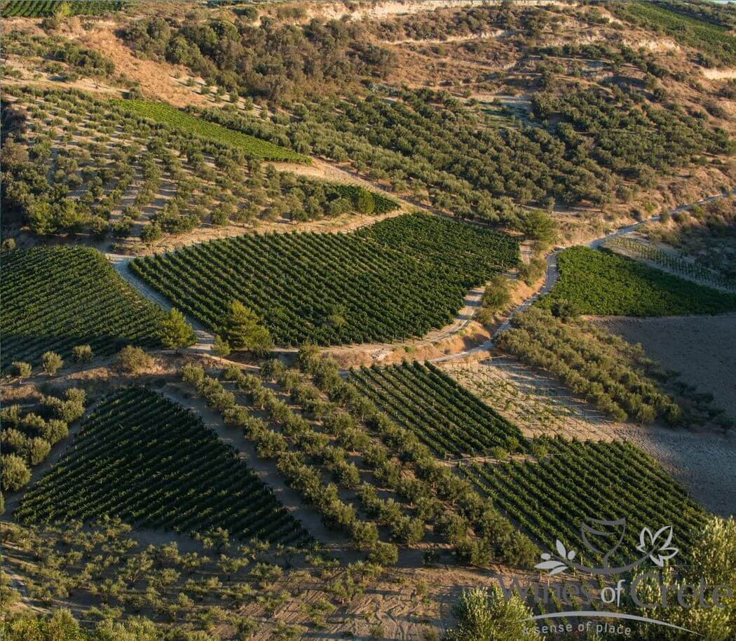Εκρίζωση οινάμπελου ή σουλτανίνας για φύτευση ελιάς