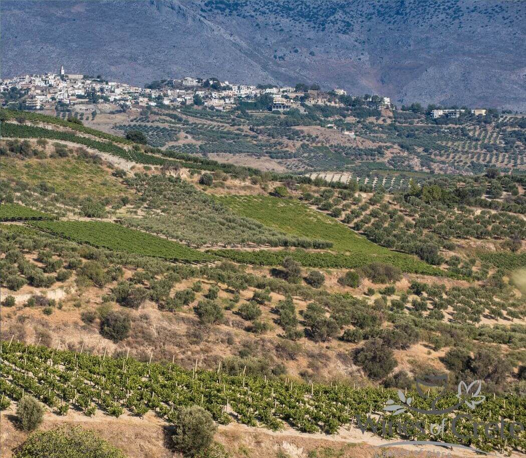 Φύτευση οινάμπελου σε χέρσο χωράφι, επιτραπέζιο αμπέλι ή ελαιώνα