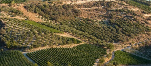 Εκρίζωση οινάμπελου ή σουλτανίνας για φύτευση ελιάς