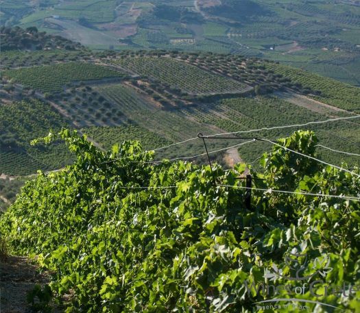 Εκρίζωση παλιού οινάμπελου για φύτευση νέου οινάμπελου χωρίς επιδότηση