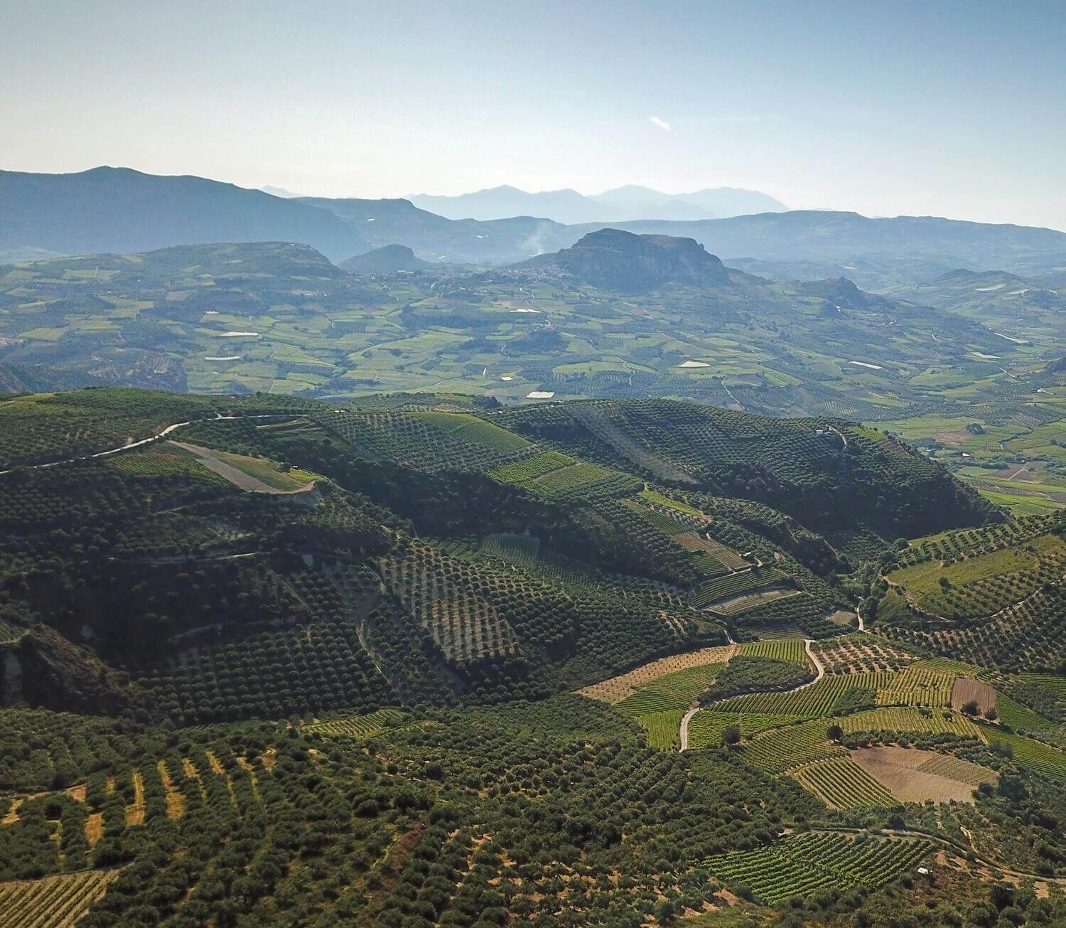 Best Olive Oil Tasting near Heraklion Crete