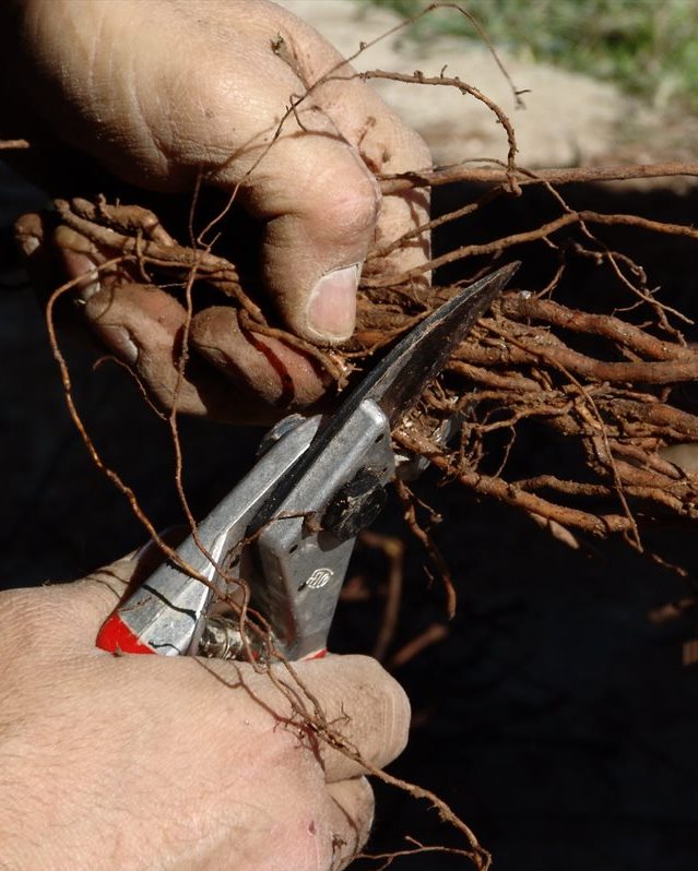 Douloufakis planting grapevines Crete