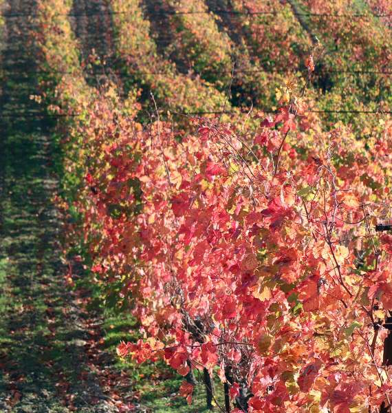 Douloufakis Vineyards Crete