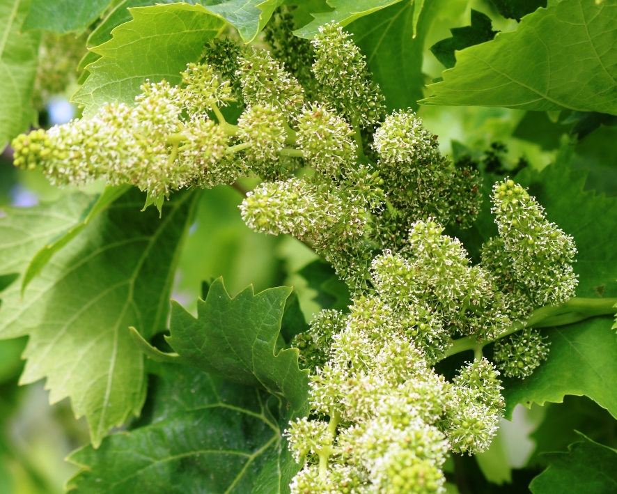 Greek Vineyards In Spring