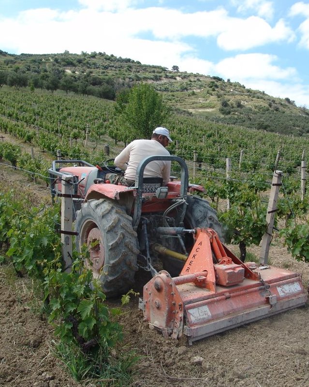 Tilling vines Crete