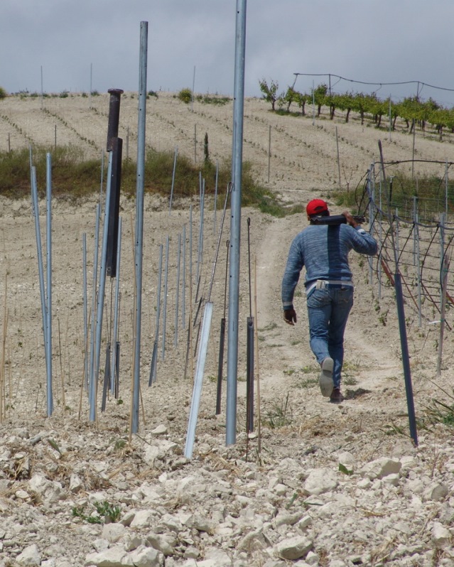 Various Activities in Vineyards