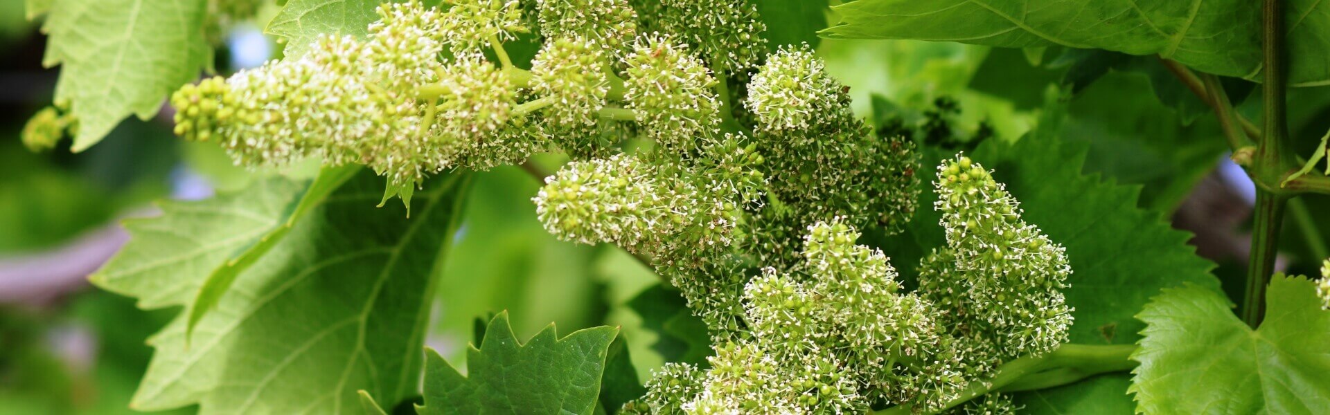 Photos Vineyard in Spring Crete Greece