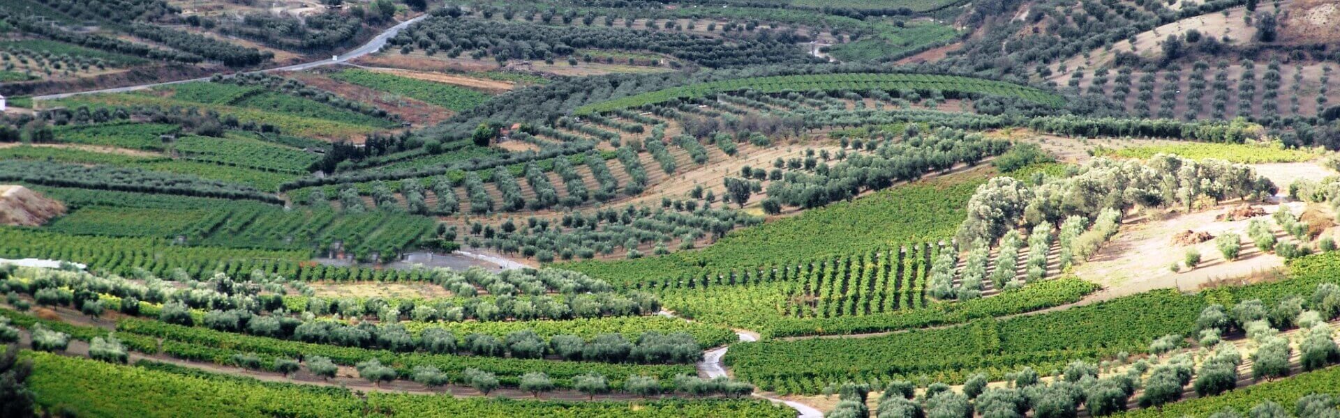 Photos Vineyard in Summer Crete Greece
