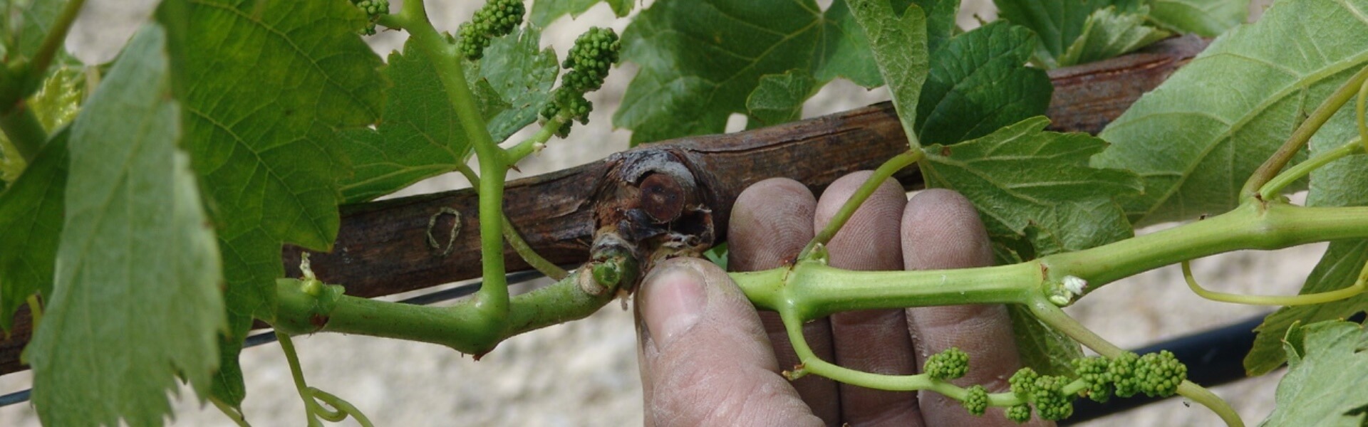 Photos Foliage Management Vineyard Crete Greece