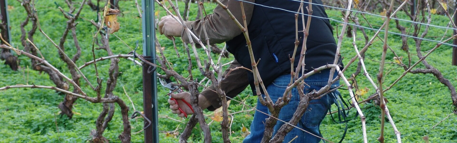 Photos Videos Vineyard Pruning Crete Greece