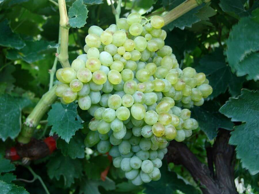 Discovering Vidiano grape variety 2000